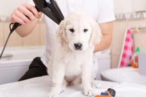 Using a blow dryer