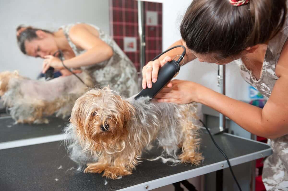 best rated dog groomers near me
