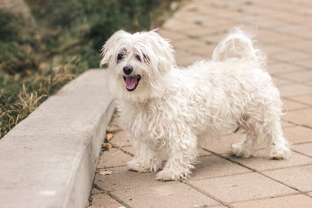 maltese bear cut