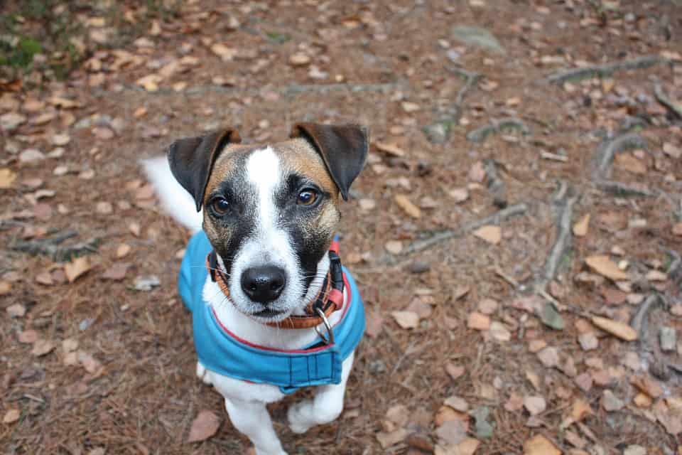 lucky pluto flea collar